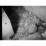 Site: Giza; View: G 7000 X