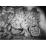 Site: Giza; View: G 7000 X
