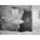 Site: Giza; View: G 2037