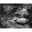 Site: Giza; View: G 4520