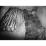 Site: Giza; View: G 7000 X