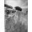 Site: Giza; View: G 2370