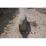 Site: Giza; View: G 2150