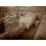 Site: Giza; View: G 2423