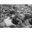 Site: Giza; View: G 1011, G 1023
