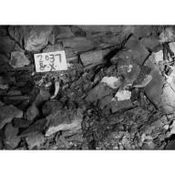 Site: Giza; View: G 2037