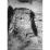 Site: Giza; View: G 7143